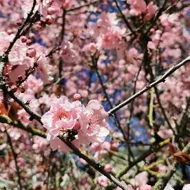 Evangeline User Avatar