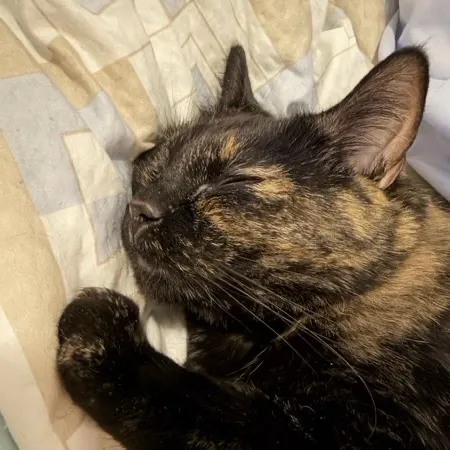 MrsPanda User Avatar