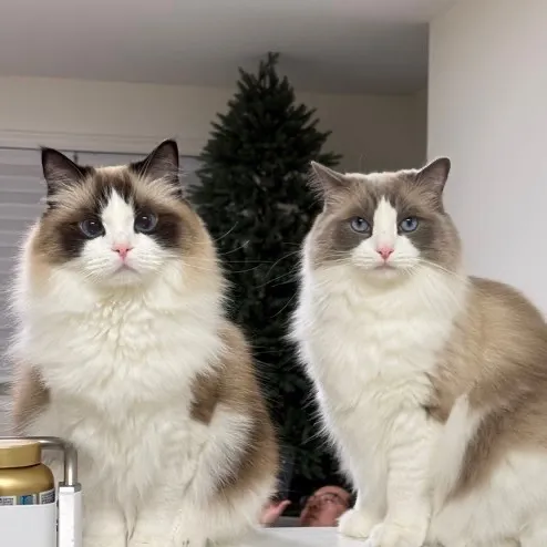 喵喵大佬😎 User Avatar