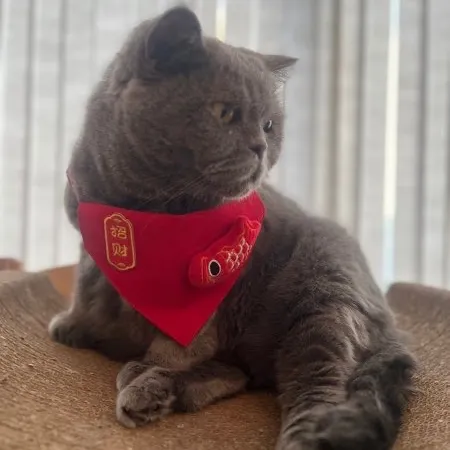 意面杀手 User Avatar