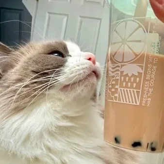 喵喵大佬😎 User Avatar