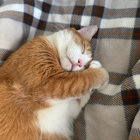 Ella Flores User Avatar