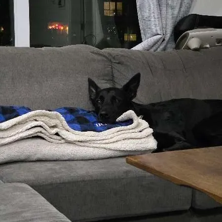 萊卡的娘親 User Avatar