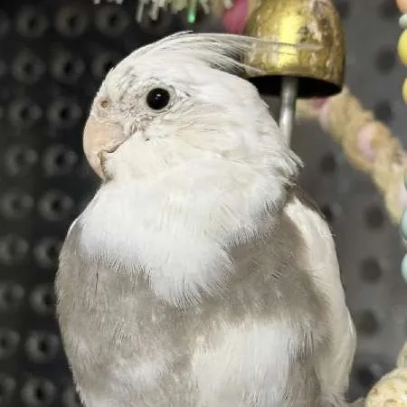 Wing1123 User Avatar