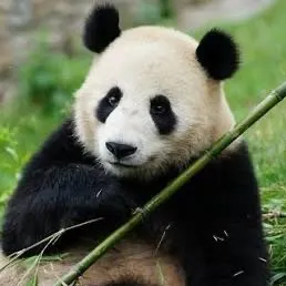 灞波儿奔 User Avatar