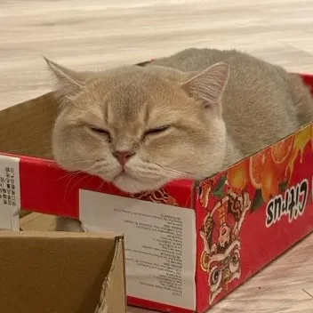 Mandy Yu User Avatar