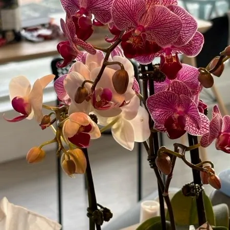 周杰伦会来温哥华吗 User Avatar