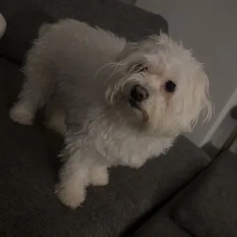 SilverFox User Avatar