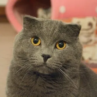 Elisa Wu User Avatar