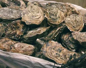 Steveston Seafood House - Seafood restaurant in Richmond – fine dining dishes, interior photos, and ambiance.