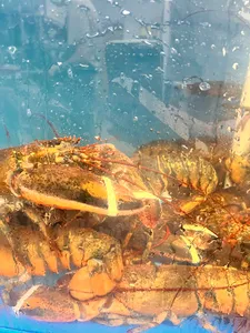 Pinyuexuan seafood restaurant - Dim Sum restaurant in Vancouver – fine dining dishes, interior photos, and ambiance.